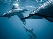 职业联盟有望4月挂牌 争议判罚将进行评判公开